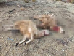 tokat’ta kurt saldırısı: 17 koyun telef oldu