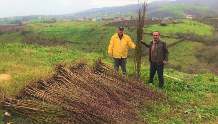 Çiftçilere Badem Ve Muşmula Fidanı Desteği