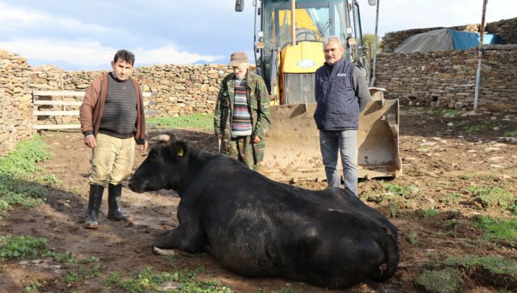 Nazilli’De Inek Kurtarma Operasyonu 4 Saat Sürdü