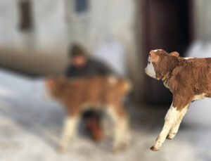 Suni Tohumlama Ile Doğan Süt Irkına Ait  İlk Buzaği!