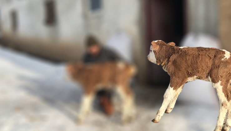 Suni Tohumlama Ile Doğan Süt Irkına Ait  İlk Buzaği!