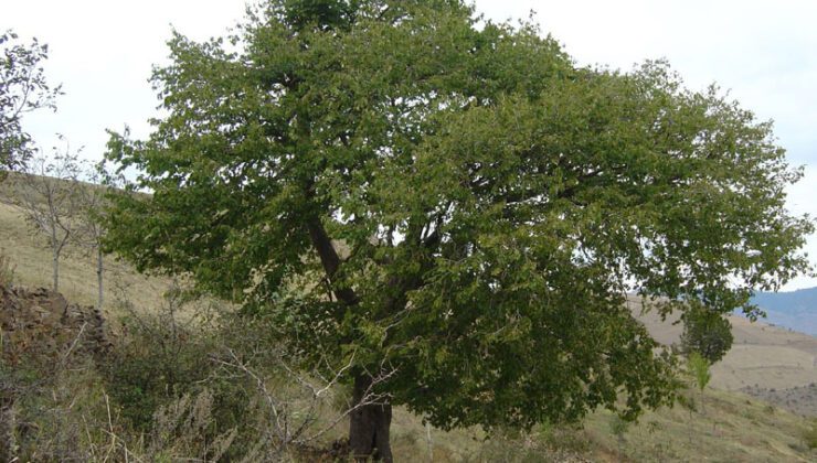 Ab Türk Fındığına Yönelik Aflatoksin Kontrollerine Son Verdi!