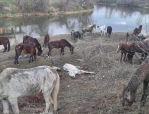 Nehir Kenarında Kesilmekten Kurtarılmışlardı, 4’Ü Telef Oldu