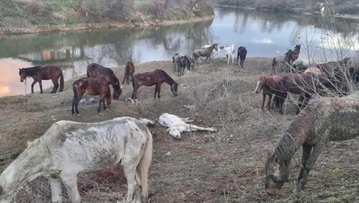 Nehir Kenarında Kesilmekten Kurtarılmışlardı, 4’Ü Telef Oldu