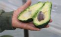 Korona virüs avokado üretimini arttırdı, üretici talebe yetişemiyor