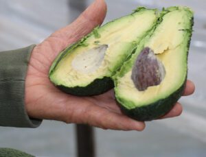 korona virüs avokado üretimini arttırdı, üretici talebe yetişemiyor