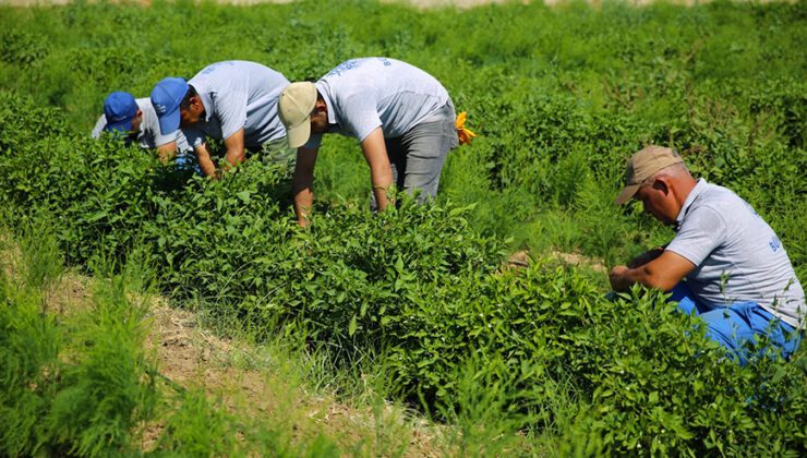 Aydınlı Üreticilere Müjde, Destek Ödemeleri Başladı