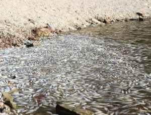 Bolu’da Yüzlerce Ölü Balık Kıyıya Vurdu