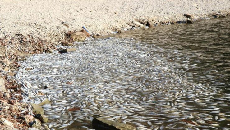 Bolu’da Yüzlerce Ölü Balık Kıyıya Vurdu
