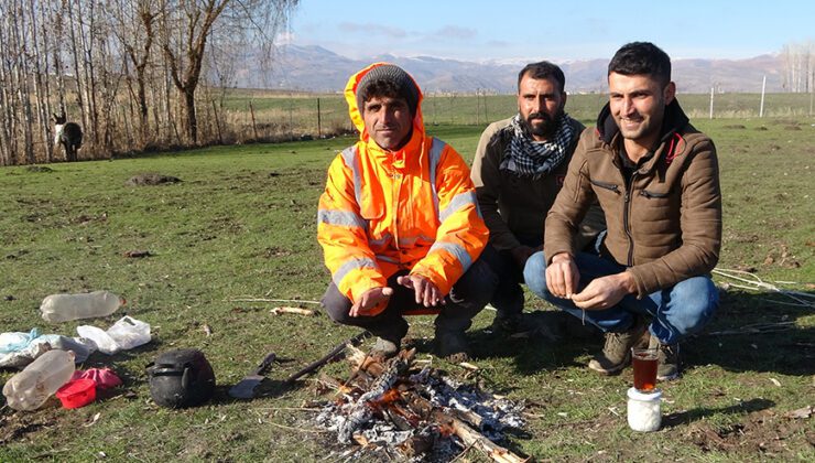 Muş’ta Sıcak Hava Besicilerin Yüzünü Güldürüyor