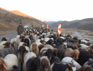 Siirt’te 10 Bin Lira Maaşla Çalıştıracak Çoban Bulamıyorlar