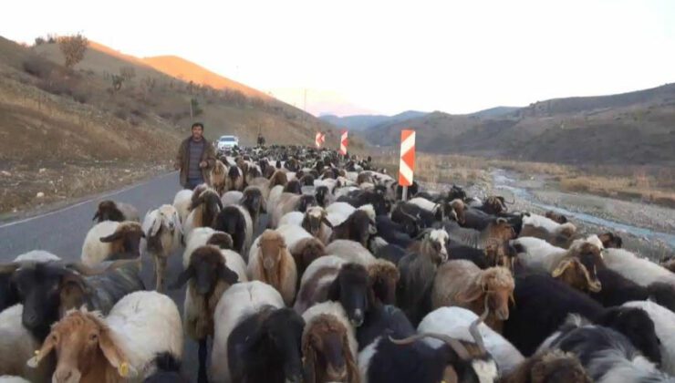 Siirt’te 10 Bin Lira Maaşla Çalıştıracak Çoban Bulamıyorlar