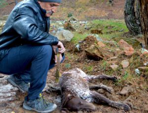 kütahya’da 5 çoban köpeği ve yabani hayvanların zehirlendiği iddiası