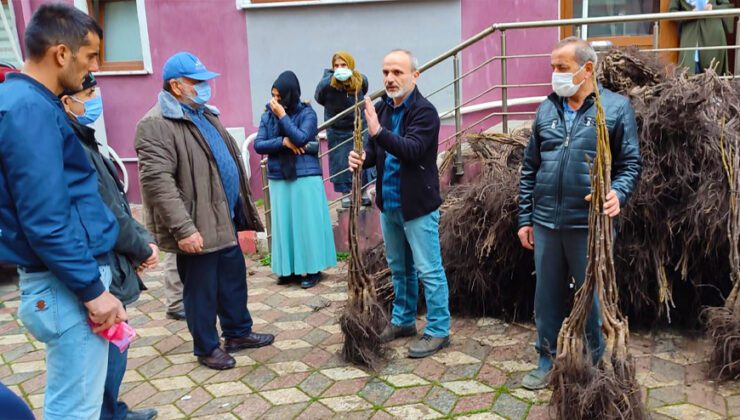 Türkeli’De 7 Bin 500 Ceviz Fidanı Dağıtıldı