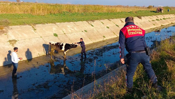 Firar Eden Düvenin Başına Gelmeyen Kalmadı