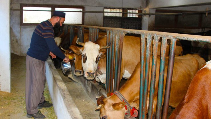 Genç Çiftçi Projesiyle Hayvancılığa Başladı, Şimdi Taleplere Yetişemiyor