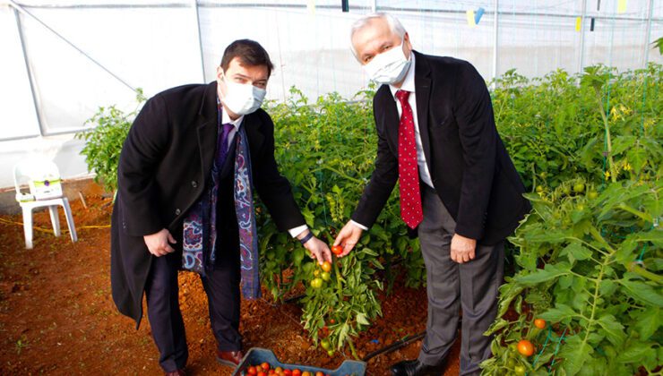 Ürüne Özgü Sera Plastiği Çalışmalarında Ilk Hasat Heyecanı