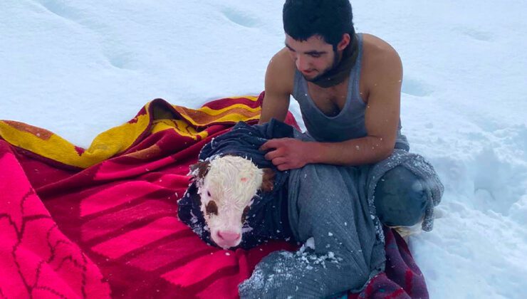 Çobandan Içleri Isıtan Hareket, Kıyafetlerini Çıkarıp Buzağıya Sardı