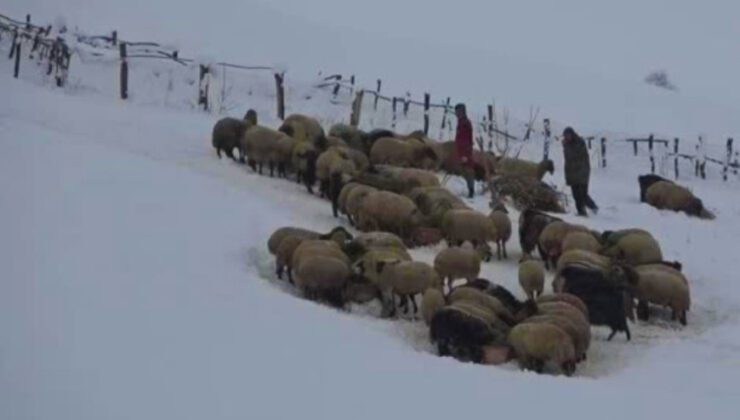 Doğulu Besicilerin Kar Üzerinde Zorlu Mücadelesi Başladı