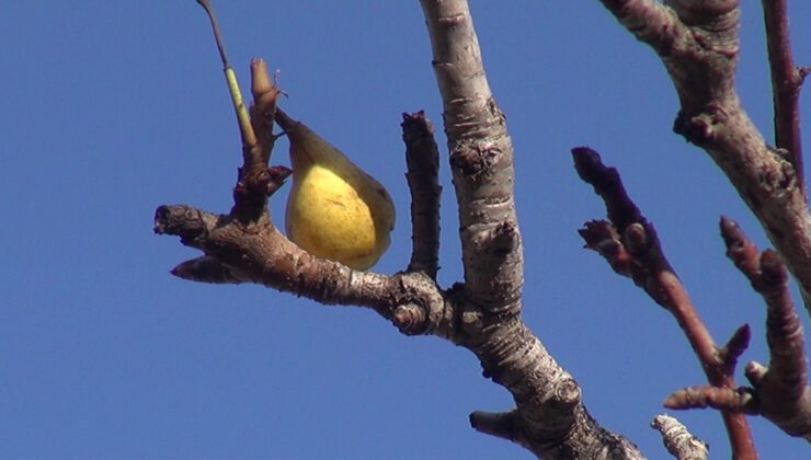 Mersin’De Armut Ağacı Aralık Ayında Meyve Verdi