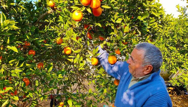 Kuyucak Portakalı, Antalya Portakalına Rakip Oldu