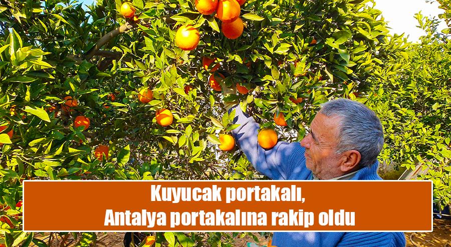 Kuyucak portakalı, Antalya portakalına rakip oldu