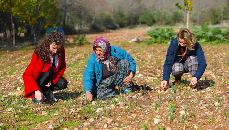 Büyükşehir’den Tarım Kooperatifi’ne 10 Bin Adet Nergis Soğanı