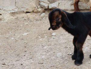 Üç Ayaklı Oğlak Görenleri Şaşırtıyor