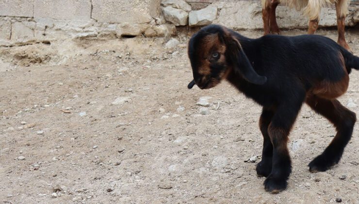 Üç Ayaklı Oğlak Görenleri Şaşırtıyor