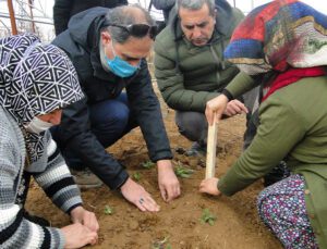 50 Bin Salep Fidesi Toprakla Buluşturuldu