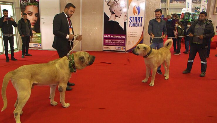 “Sivas’In Kangalı Varsa Şanlıurfa’Nın Guregh’I Var.”