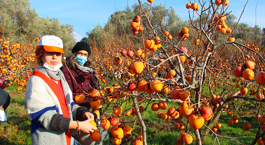 Son-Hasat-Projesi