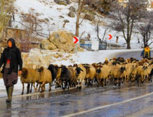 Toros Dağları’Nda Kar Yağışının Başlamasıyla Yörükler Sahil Kesimine Göçe Başladı