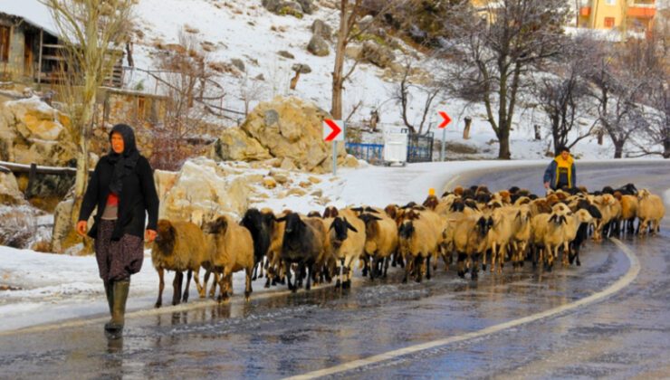 Toros Dağları’Nda Kar Yağışının Başlamasıyla Yörükler Sahil Kesimine Göçe Başladı