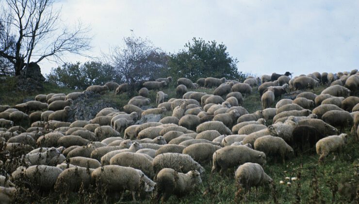 Kütahya’da Çiçek Hastalığı Görüldü