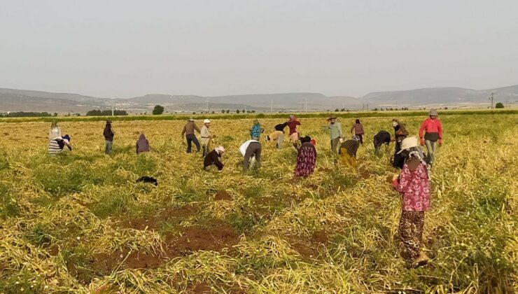 Tarım Işçilerinin  Yevmiye Ücreti 200 Tl Oldu