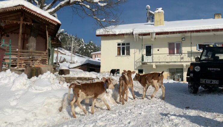 İnek, Üçüz Doğurdu!