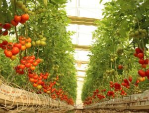 i̇hracatın gözdesi: topraksız tarımla  üretilen  domatesler