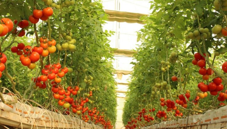 i̇hracatın gözdesi: topraksız tarımla  üretilen  domatesler