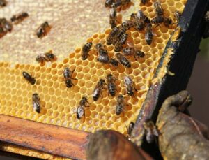 yüzde 50 hibeli arı ve kovan desteği