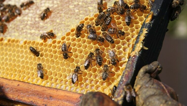 yüzde 50 hibeli arı ve kovan desteği