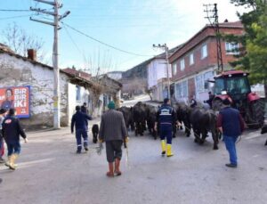 Manda Kaymağı Ve Yoğurdu Üretimine Büyük Destek!