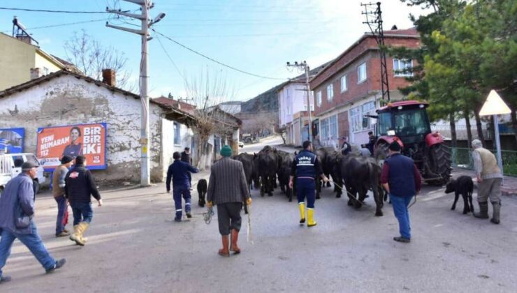 Manda Kaymağı Ve Yoğurdu Üretimine Büyük Destek!