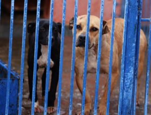 yasaklı ırk köpekleri barınaklara terk edildi