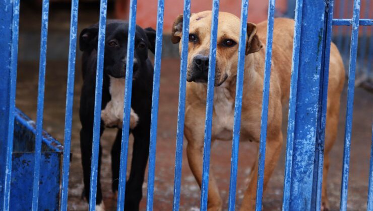 Yasaklı Irk Köpekleri Barınaklara Terk Edildi