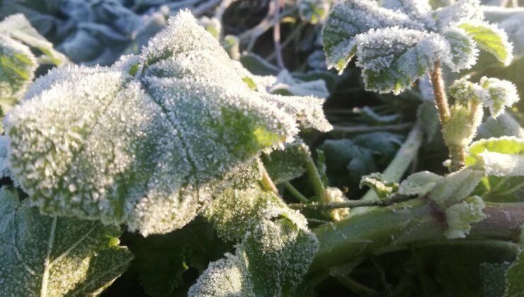 Meteoroloji’den Zi̇rai̇ Don Uyarısı