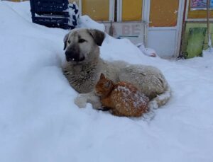 Kedi, Köpeğe Sığındı…