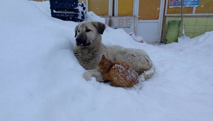 Kedi, Köpeğe Sığındı…