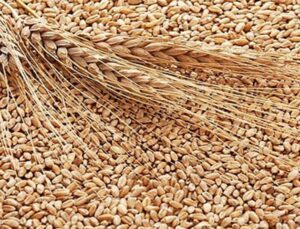 tmo buğday ithalatı ihalesinde teklifleri aldı