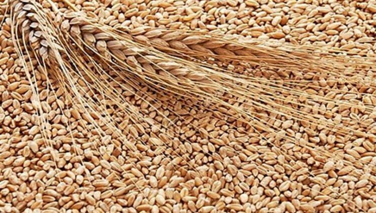 TMO buğday ithalatı ihalesinde teklifleri aldı